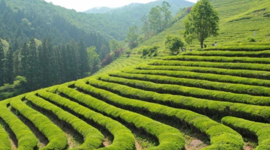 В Сочи становятся популярными поездки на плантации чая